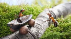 Cât de inteligenți sunt furnici?